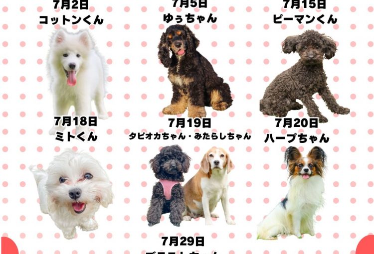 🎂🐾7月お誕生日のふれあい犬たち🐾🎂
