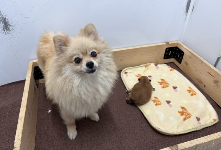 パキラの子育てルーム通信❤R8.8.14