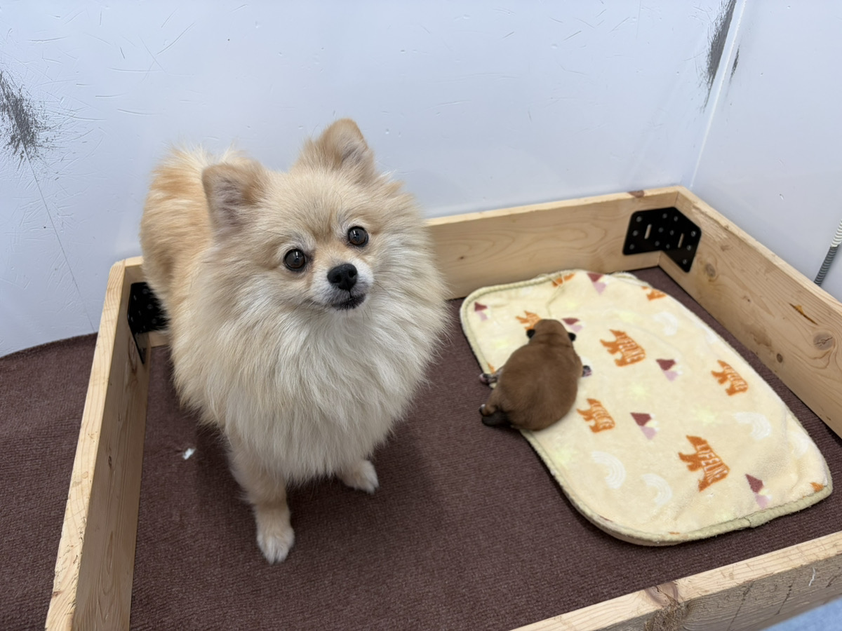 パキラの子育てルーム通信❤R8.8.14