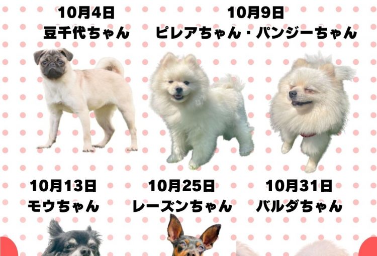 🎂🐾10月お誕生日のふれあい犬たち🐾🎂