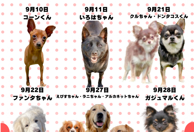🎂🐾9月お誕生日のふれあい犬たち🐾🎂